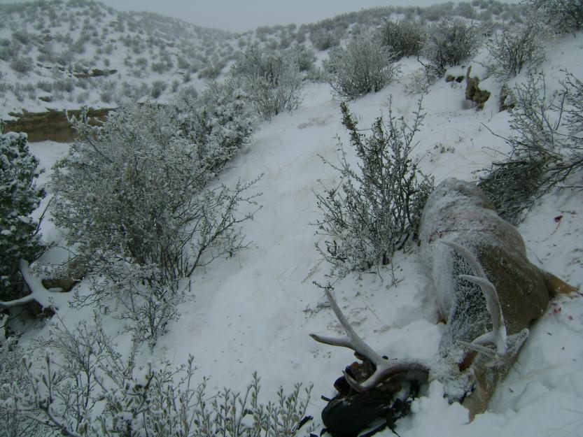 09' Mule Deer