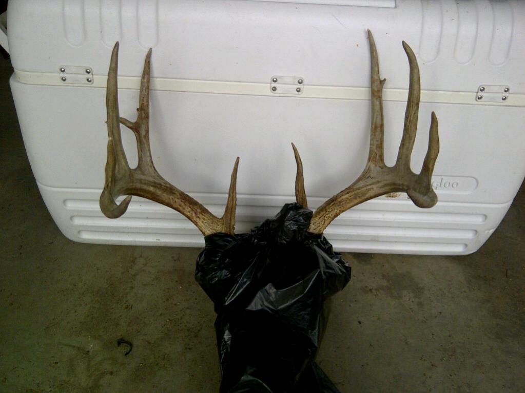 11' Whitetail