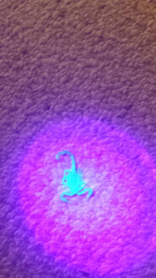 13876577 1570212123280057 2681398027622860763 n