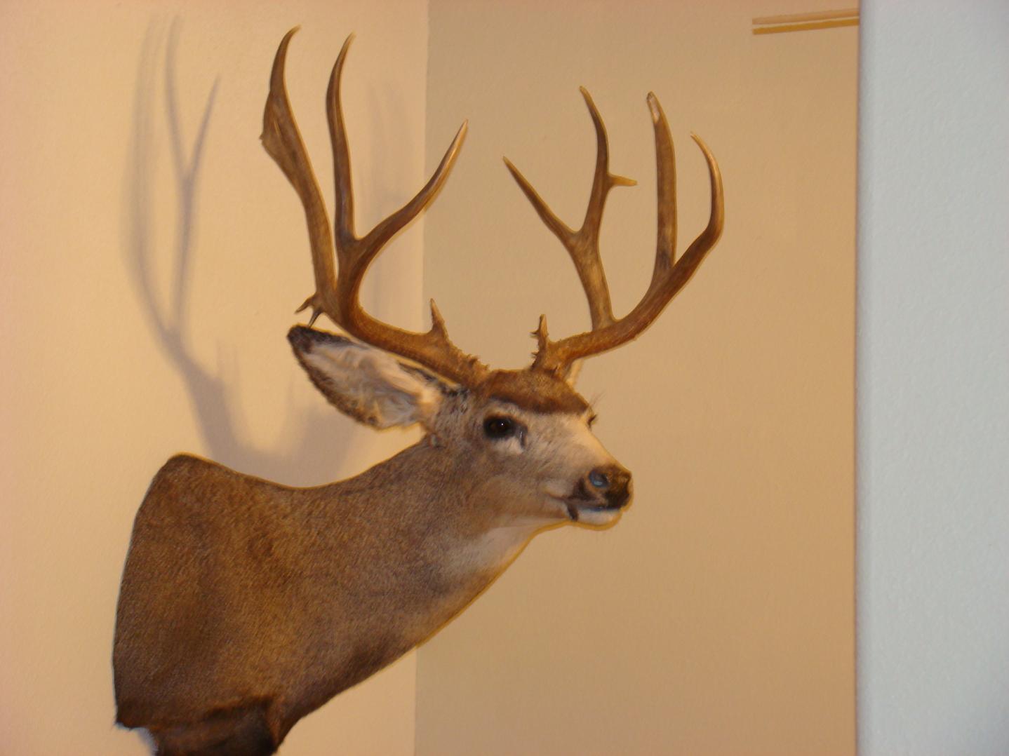 2007 Mulie