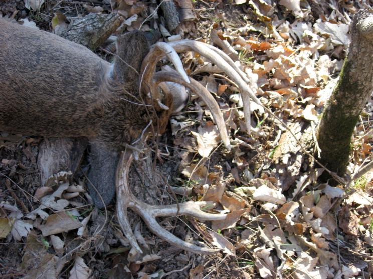 2007 private land buck (140&quot;) with estimated broken beam