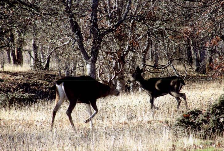2011-Trinity County Blacktails
