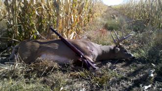 2011 whitetail, we get a lot of use out of this corn field.