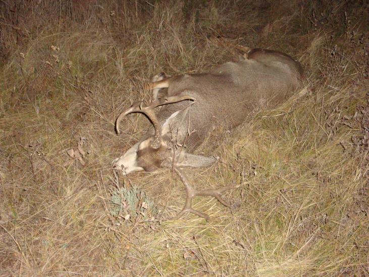 2013 ND Mule Deer, not the giant I was looking for but he will do.
