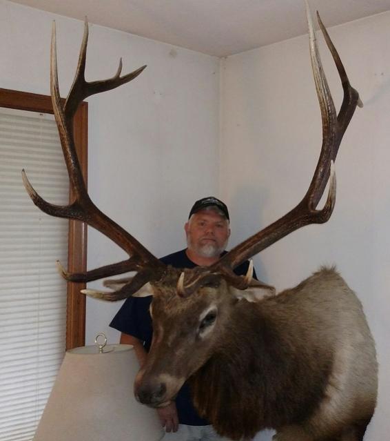 2014 NW Montana bull
