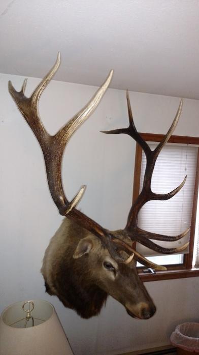2014 NW Montana bull