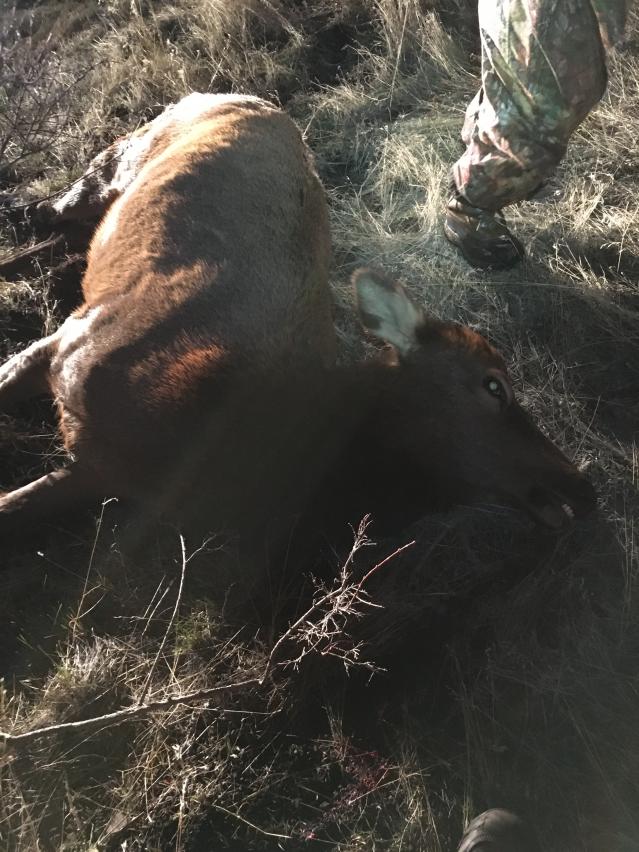 2015 11 17 20.20.48

Tough hunt