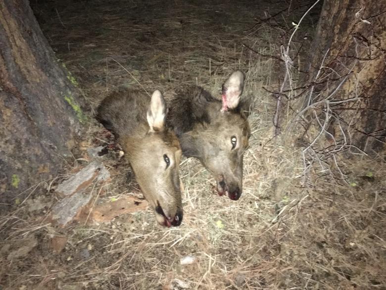 2015 11 17 21.48.24

Our two cows