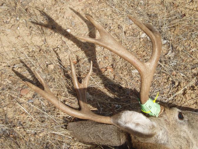 2015 California 4 x 4 Blacktail.