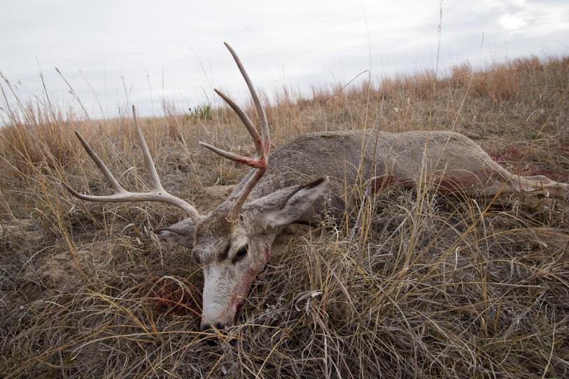 2016, first Mule Deer