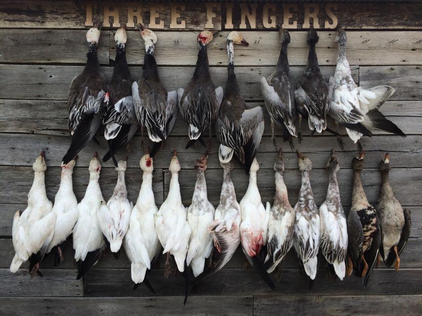2016 Snow Goose