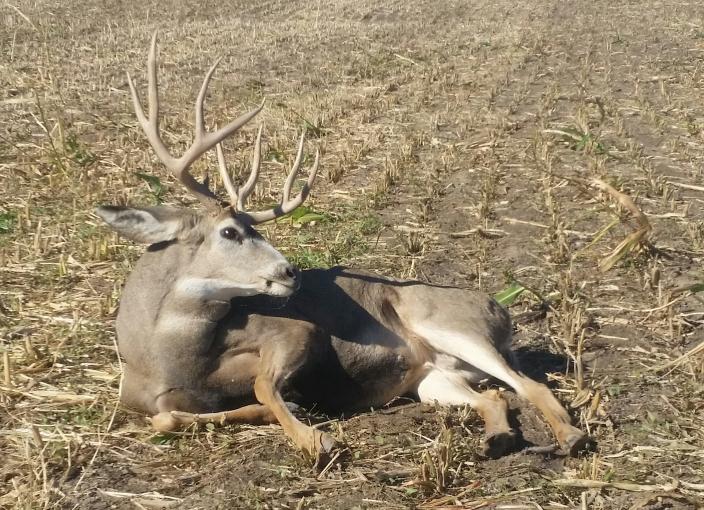 2018 muzzleloader,  had to put one more in him