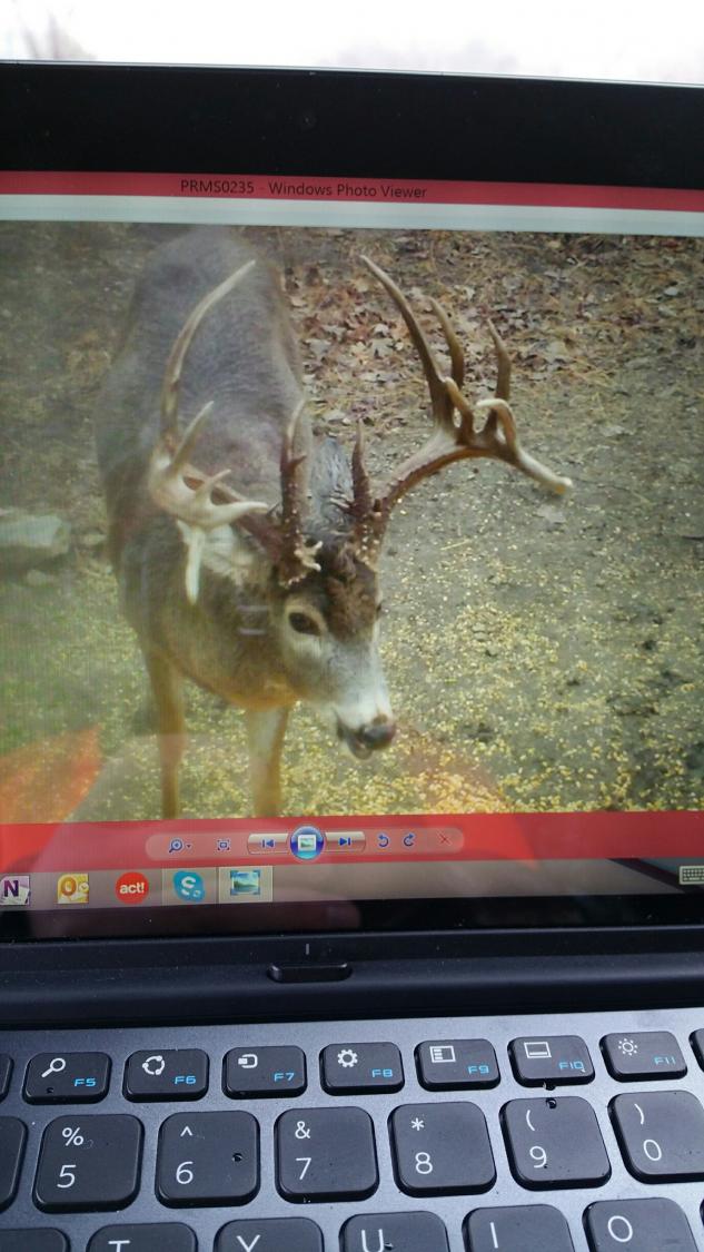 220+ buck prior to breaking its tallest tines