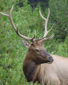 3 year old bull