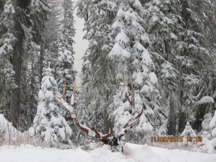 335http://forum.eastmans.com/album.php?albumid=475&amp;attachmentid=16220