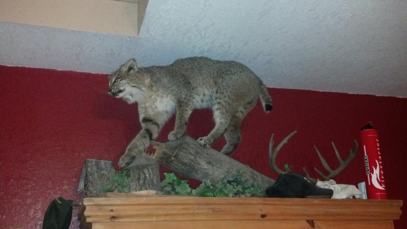 36lb bobcat shot in 2001