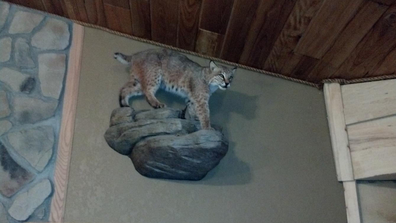 36lbs bobcat shot in 2008