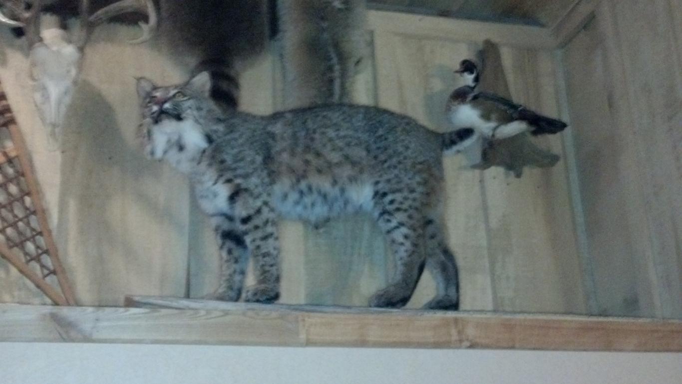 40lb bobcat shot in 2003