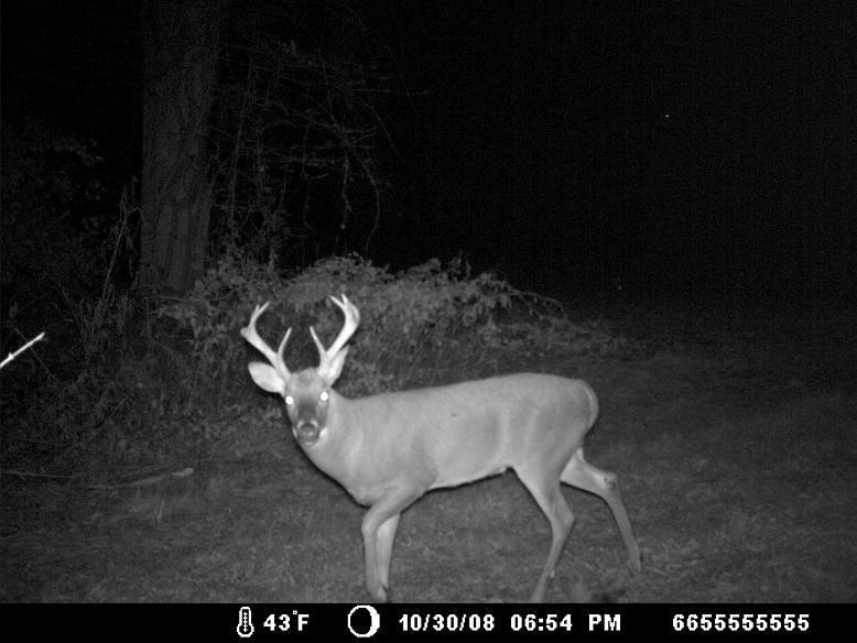 8 point
