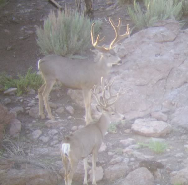 9318 152018677596 501412596 4009911