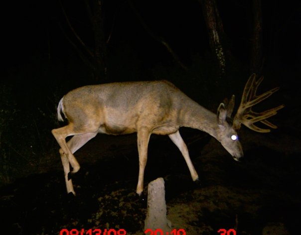 9318 162144727596 501412596 4142939