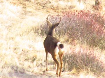 A Buck Searching for Does.