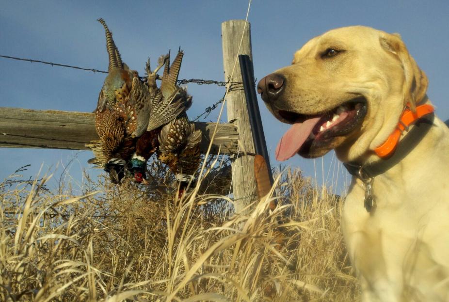 A limit of roosters with my lab.  He was a year old in this pic.