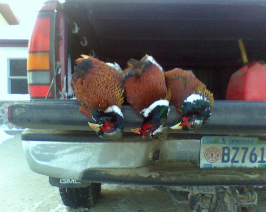 A limit of Roosters