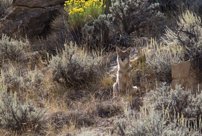 A very lucky dog, spotted him on the side of the road, while my bow was in the case in the bed of the truck.