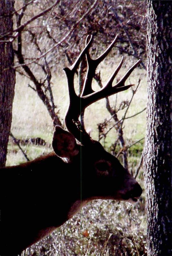 After season migration buck.  Never saw him again!