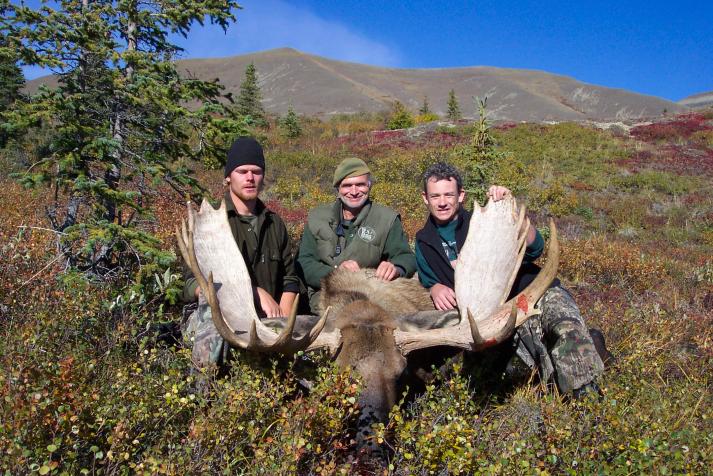 Alaska Moose