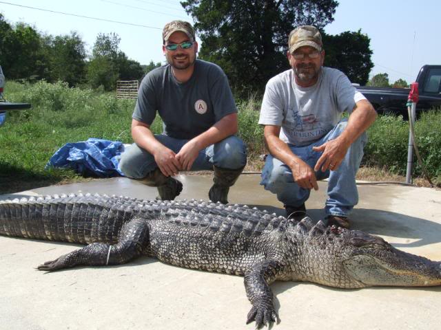 alligator from arkansas river
