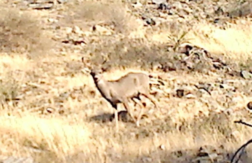and the buck that walked up while I was tagging the buck I shot. Not a good pic but it is a cell phone pic; my camera was still on the tripod. This is
