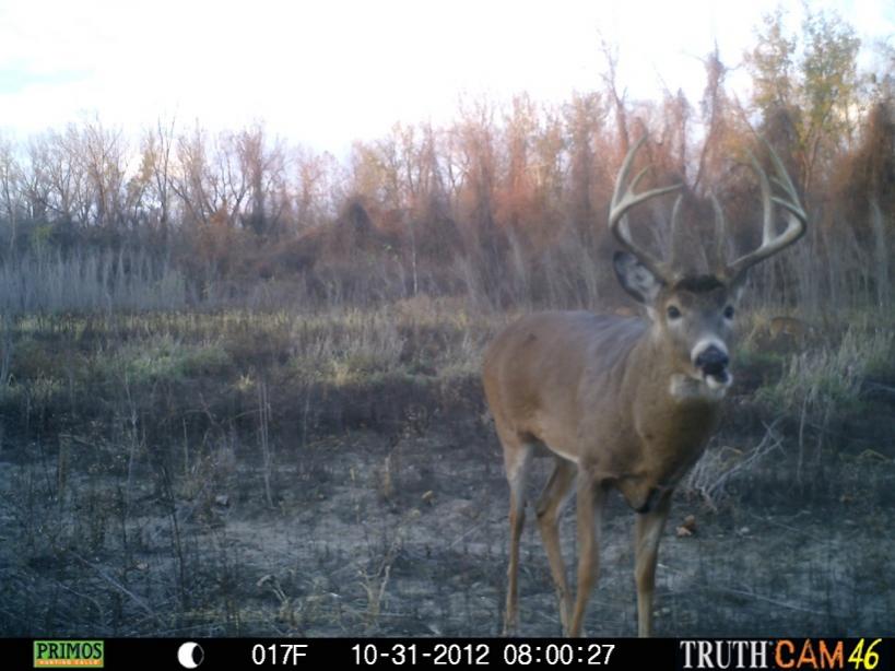another young river buck