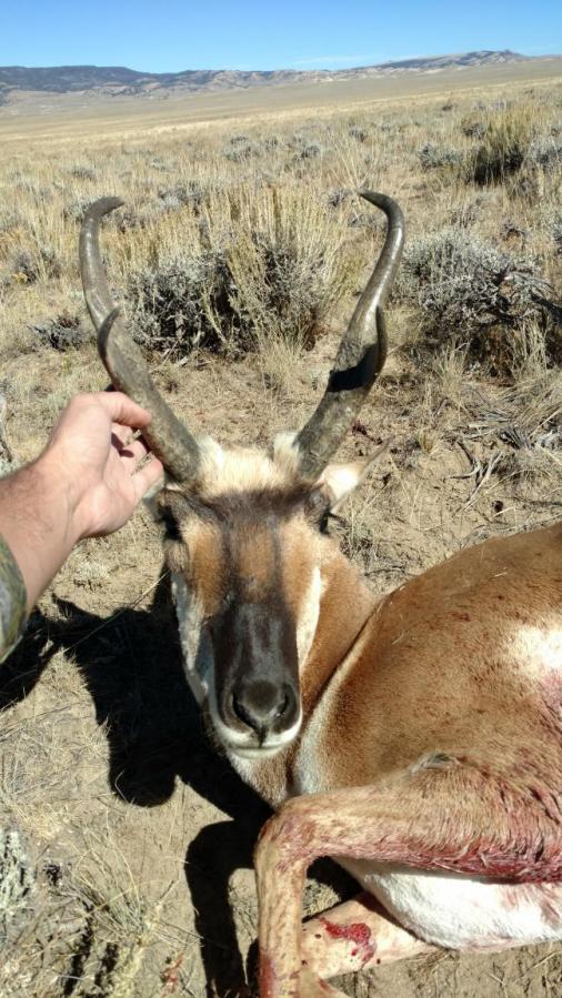 antelope 2016