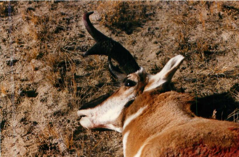 Antelope (Wyoming 1992)