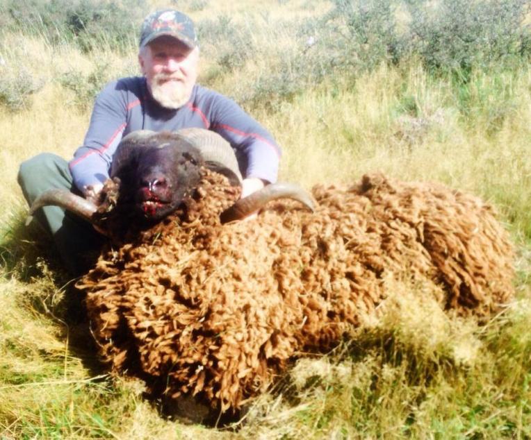 Arapawa ram, a cool mount for the sheep hunters with something a little different.