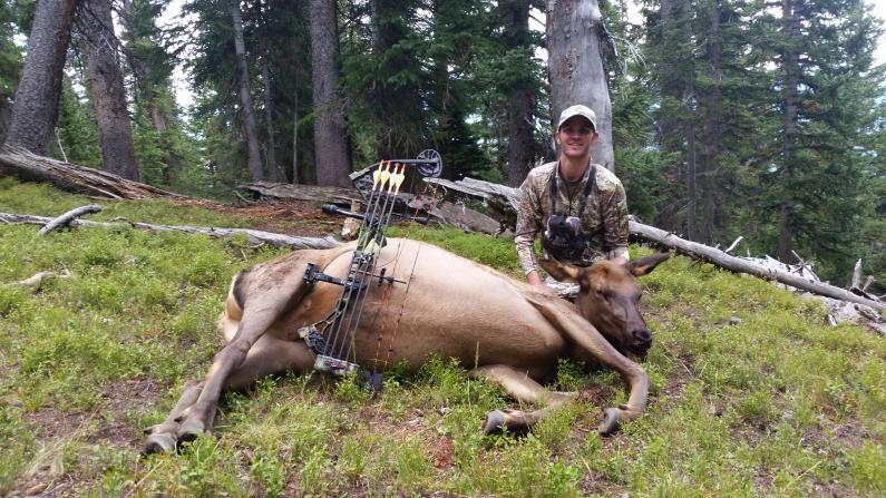 Archery cow