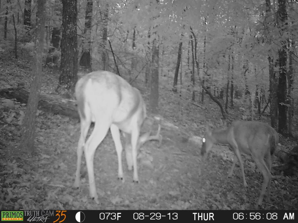 Arrowdeer