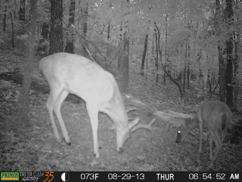 arrowdeer2