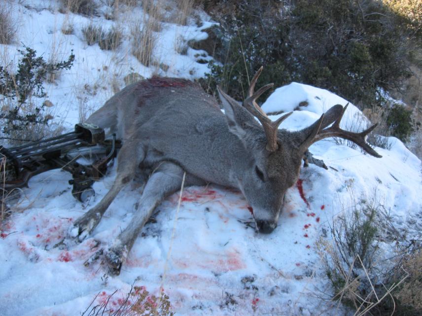 AZ Coues' in Coronado Nat'l
82 2/8&quot;