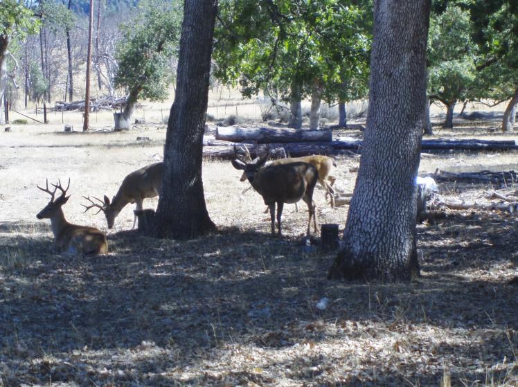 Bachelor herd of small bucks waiting for Ms. Right.  9/15/2018