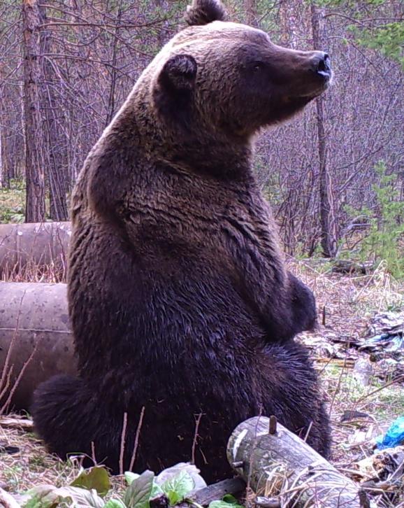 Baikal Brown bear 2