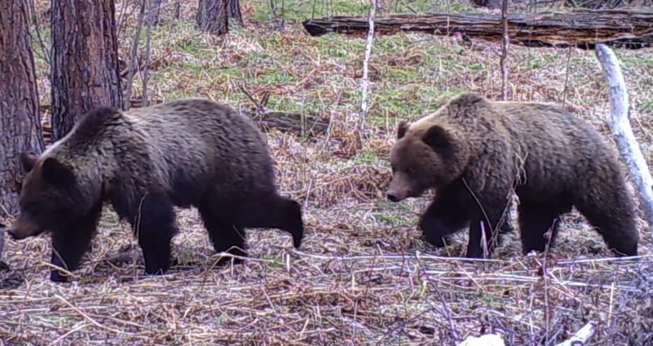 Baikal Brown bears