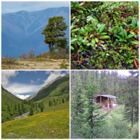 Baikal nature