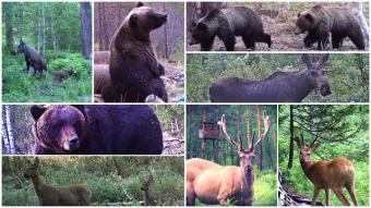 Baikal wild animals