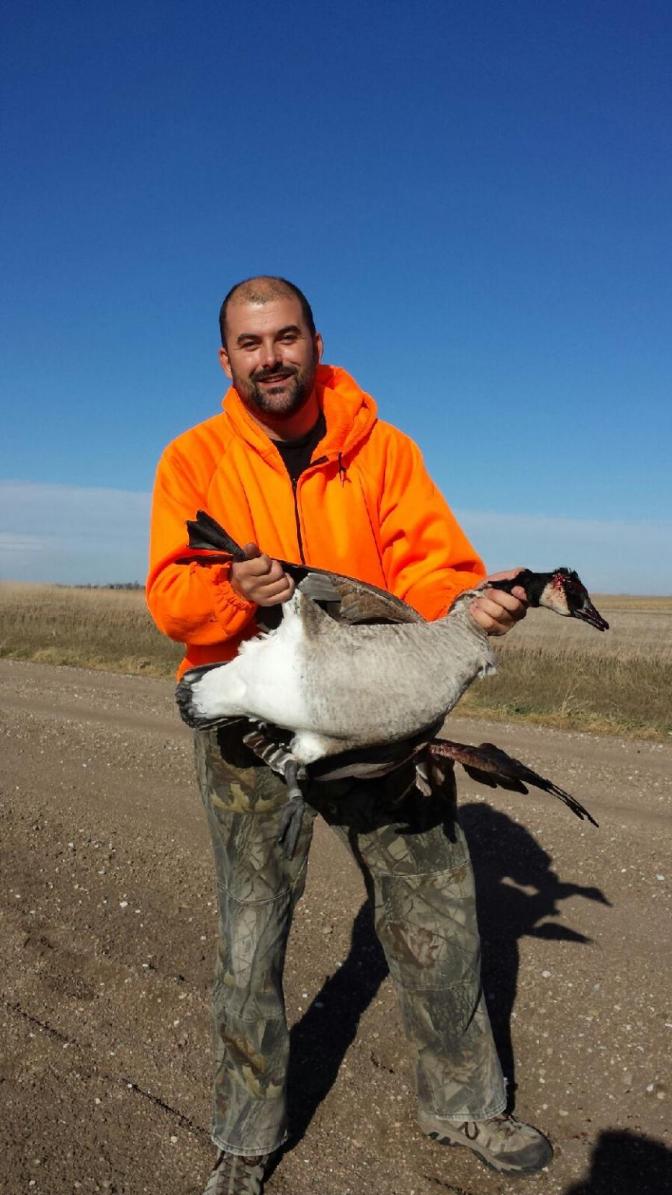 banded goose