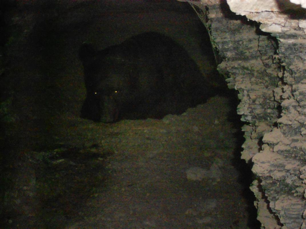 bear den