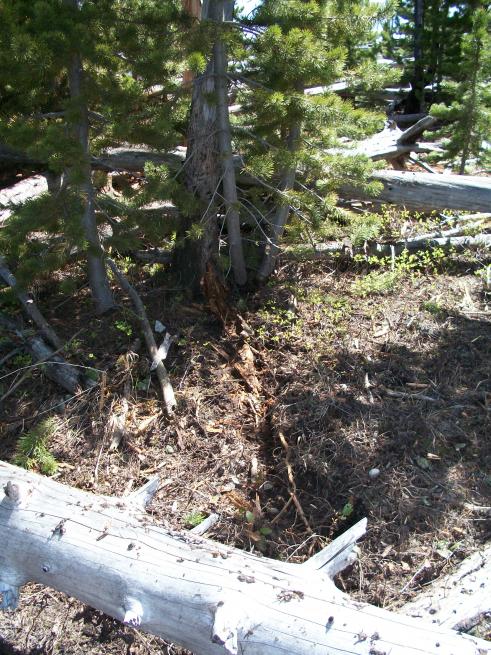 Bear dig site 2
