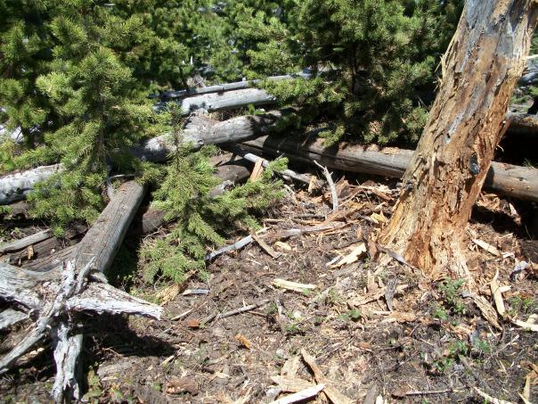 Bear dig site